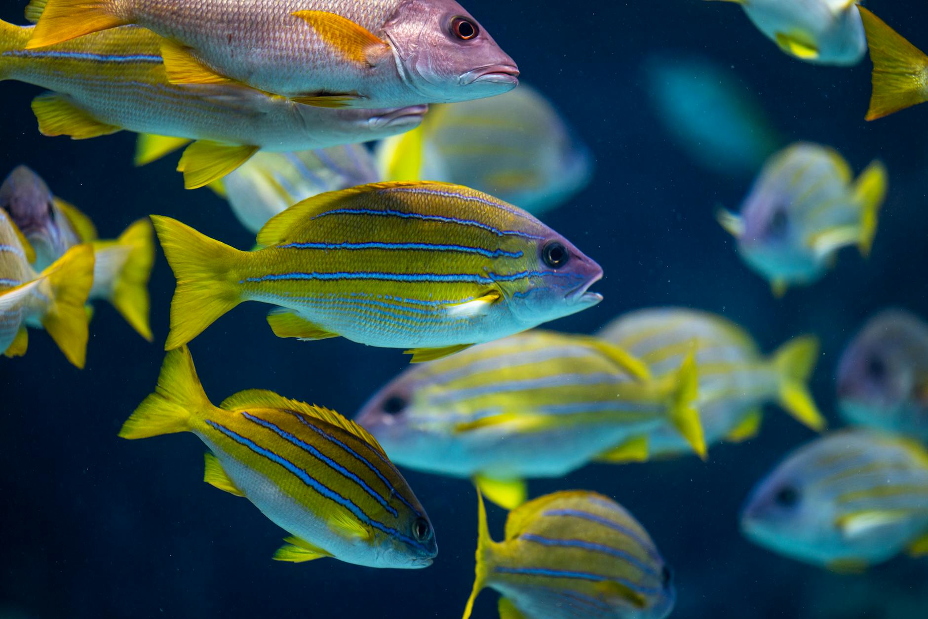 Đàn cá nhiều màu trong game bắn cá 3D