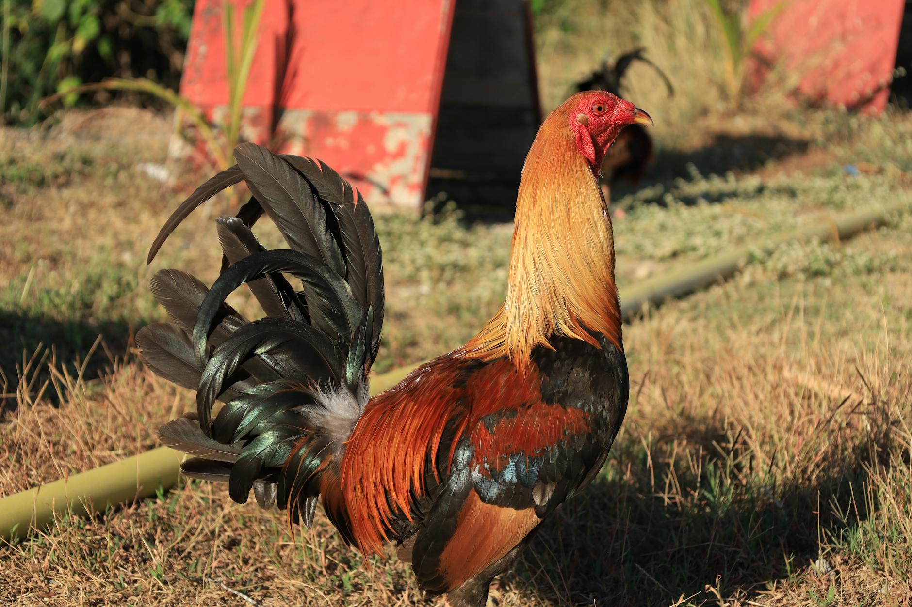 Cận cảnh chiến kê Philippines với dáng đứng săn chắc và chân khỏe