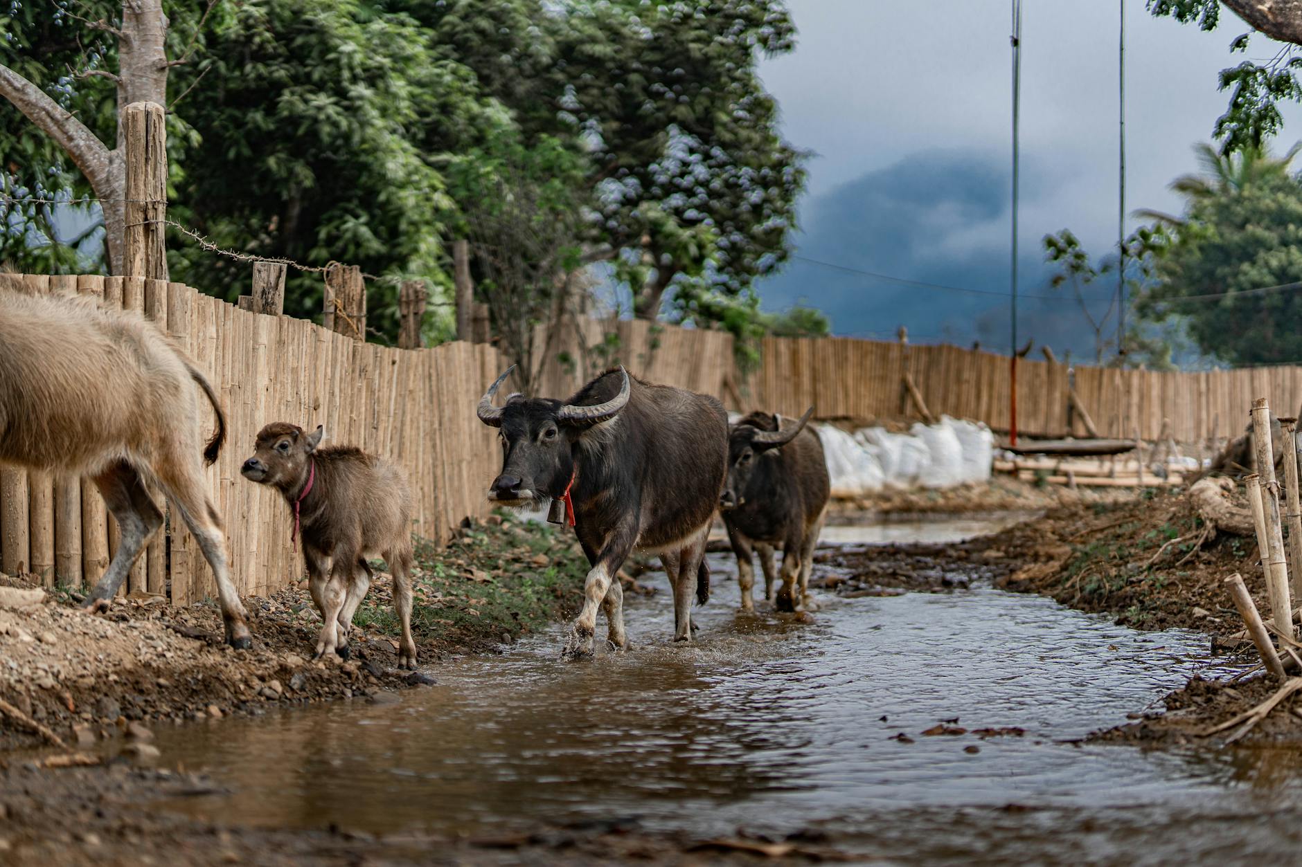 Người dùng theo dõi bảng chọn số trên điện thoại để kiểm tra vé lô trượt